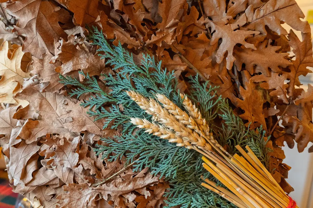 A Serbian badnjak bundle of dry oak leaves with evergreen sprigs and ears of wheat tied with red thread
