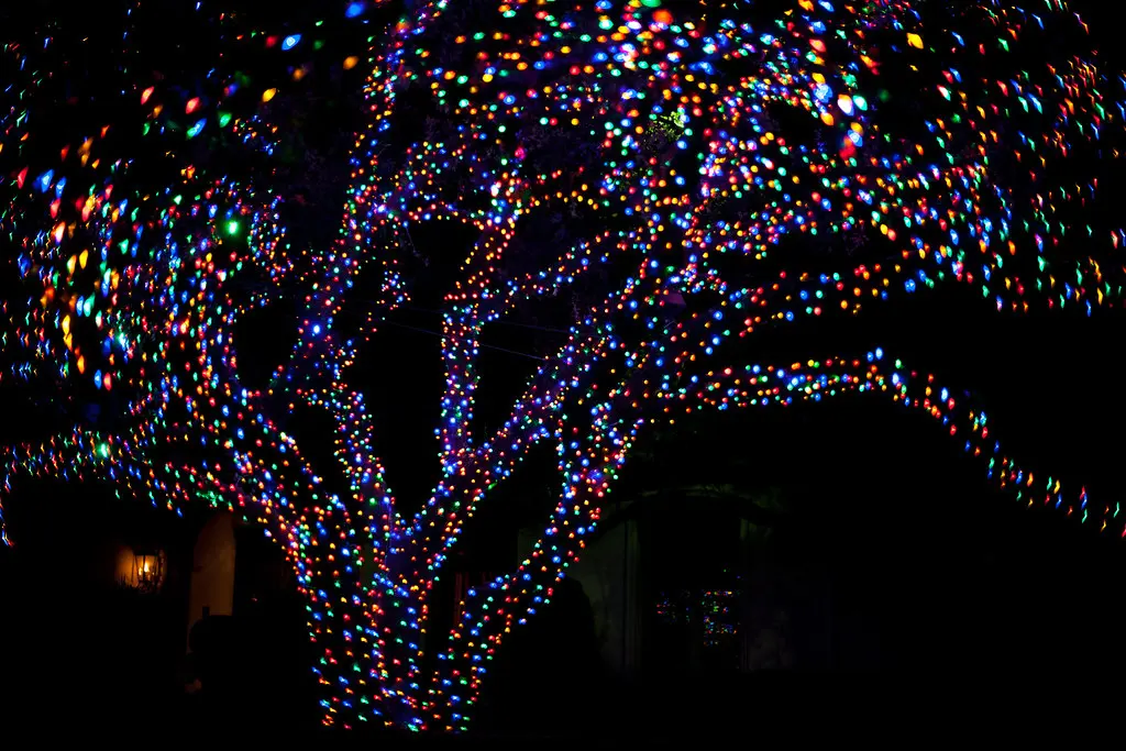 Branches of a huge tree covered in coloured Christmas lights