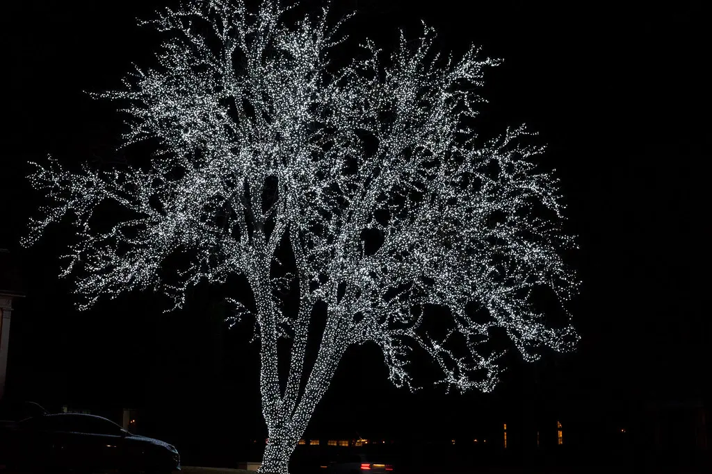 An old tree wrapped in multicoloured lights in Highland Park