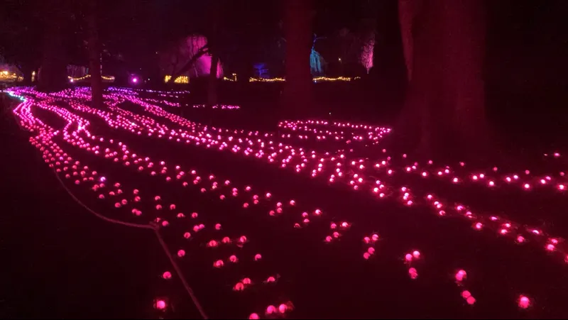Pink light trail across the ground at Christmas at Bute Park
