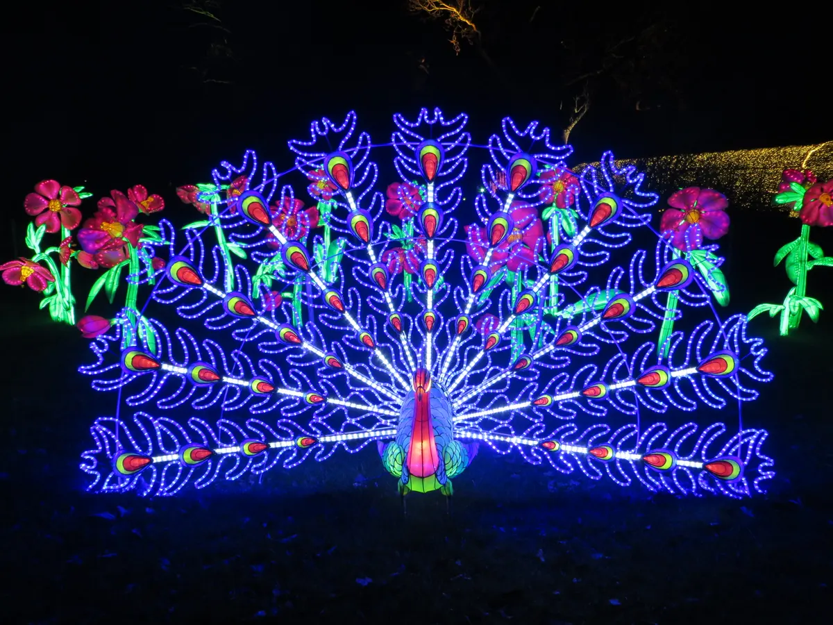 Illuminated peacock light sculpture at Christmas at Kew