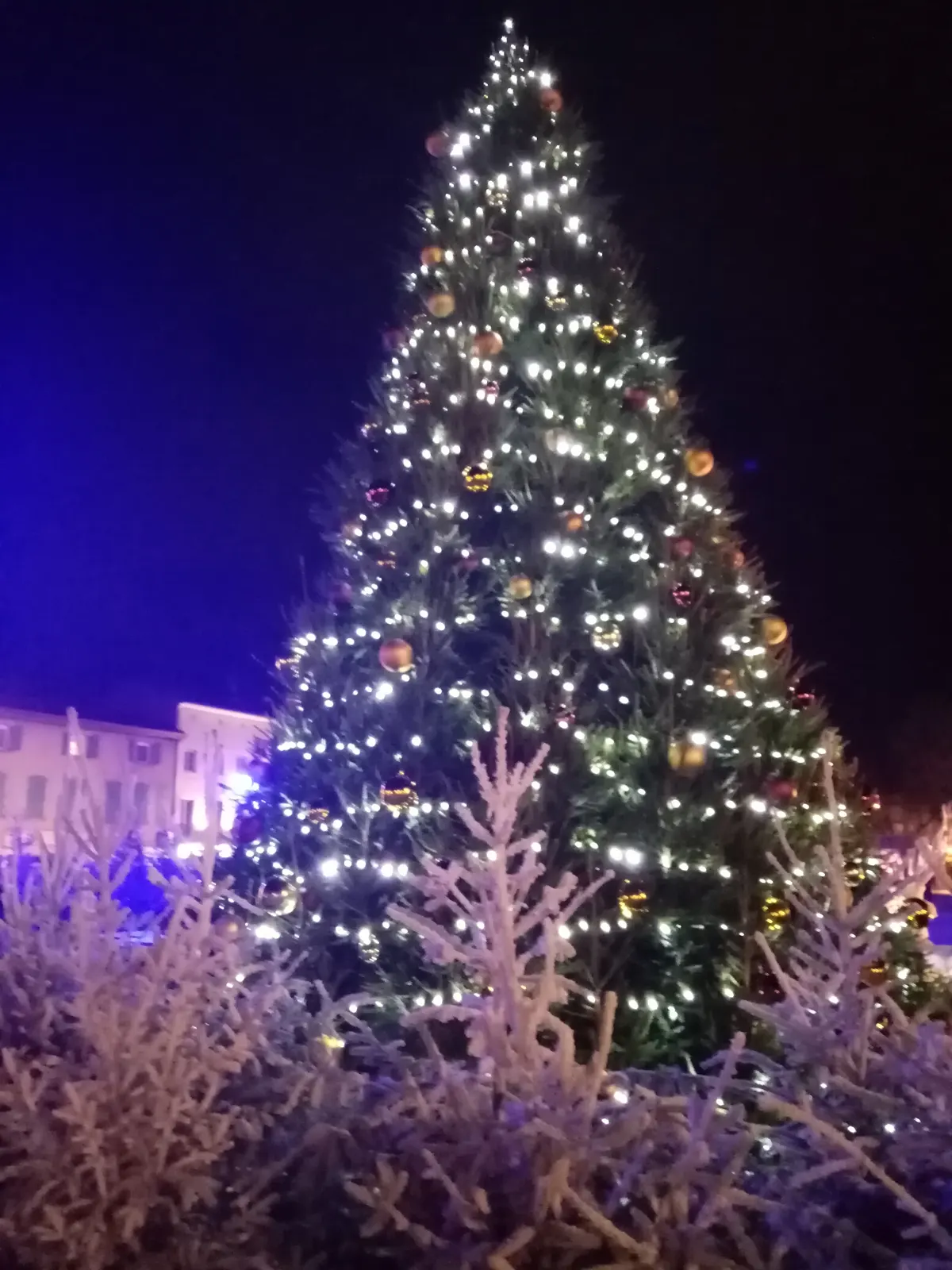 Grand sapin de Noël illuminé à Castres