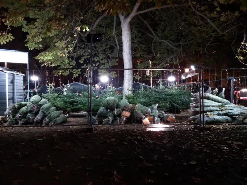 Sapins de Noël au marché de Noël de la place Carnot à Lyon